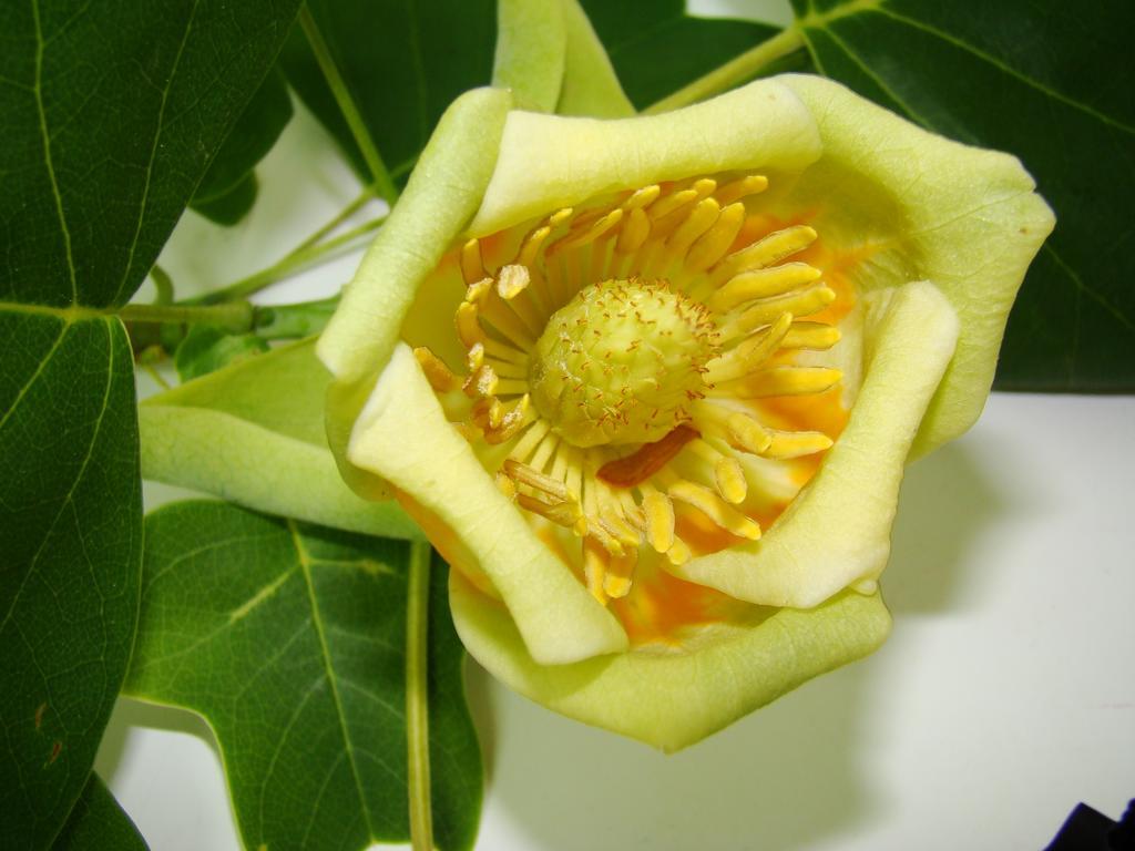 Kernel Bihan ปงต์-ลับเบ ภายนอก รูปภาพ